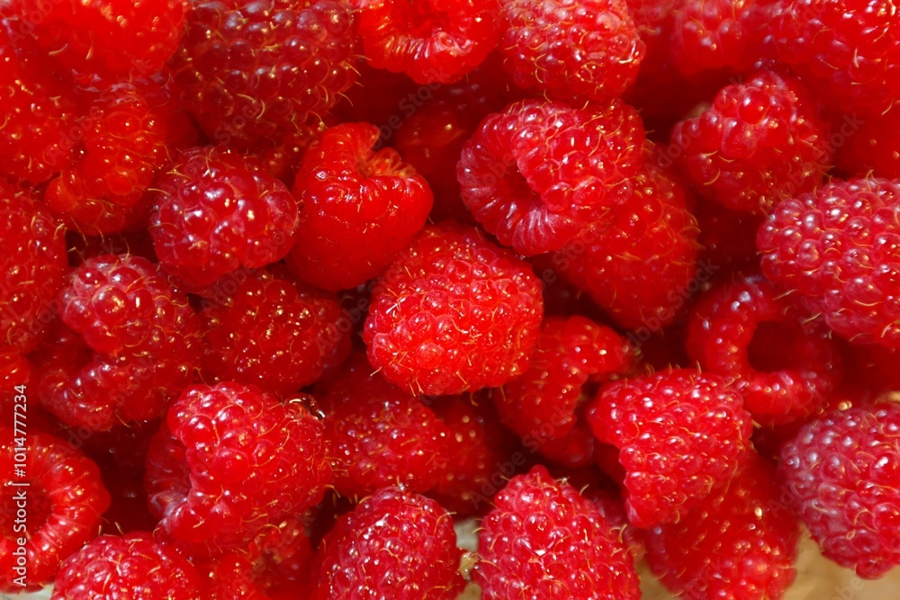 Macro Shot of Juicy Ripe Red Raspberries in a Group for Fresh ripe Fruit Background Macro Shot of Juicy Ripe Red Raspberries in a Group for Fresh ripe Fruit Background