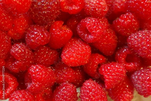 Macro Shot of Juicy Ripe Red Raspberries in a Group for Fresh ripe Fruit Background 