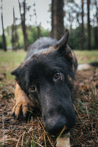 German Shepherd reaching for a treat during training in the forest photo