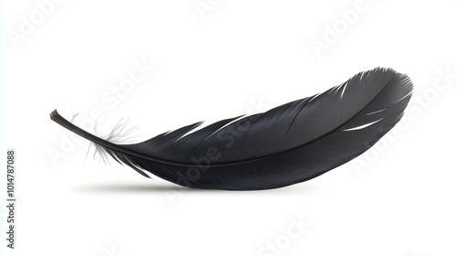 Beautiful black feather on white background