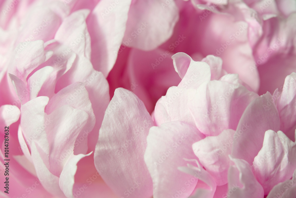 Close up of pink peony, pink flower petals as a background for design Close up of pink peony, pink flower petals as a background for design