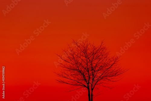 Winter countryside landscape with view of leafless tree twig under red orange sky in evening during sunset, Silhouette of bare branches trees in winter, Nature texture pattern background.