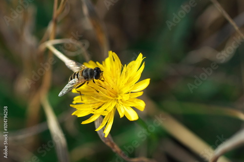 ブタクサの花とハナアブ photo