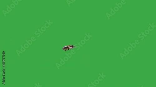 beautiful bee in flight on green screen slow motion