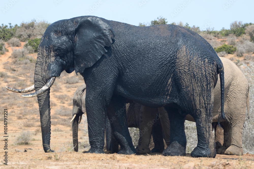 Fototapeta premium Large African Elephant bull covered in mud