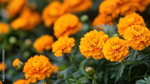 Closeup of Vibrant Orange Marigolds