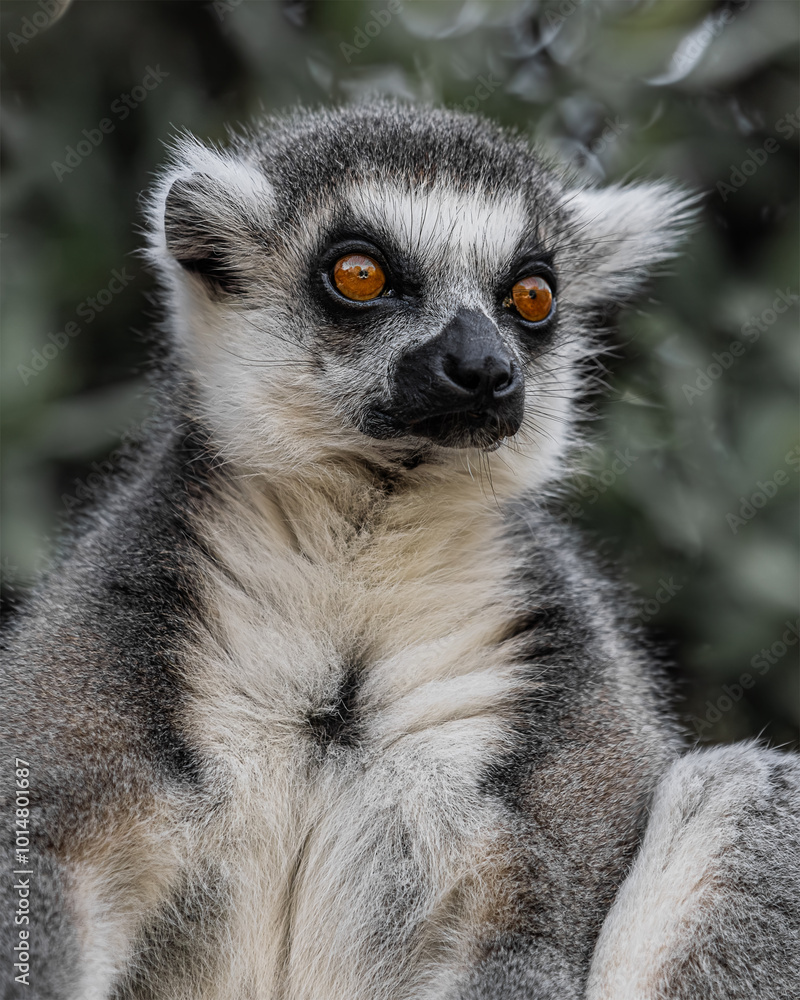 Naklejka premium Lemur catta close portrait. Medium sized primates.