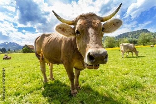 cow on the meadow