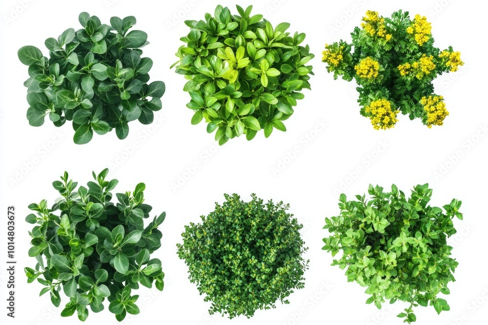 A diverse selection of plants arranged on a clean white surface A diverse selection of plants arranged on a clean white surface