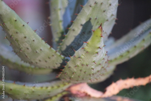 close up of cactus