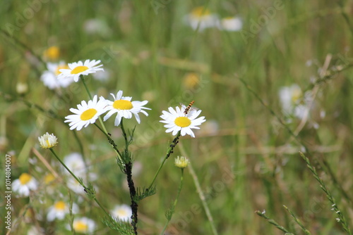 field of daisies