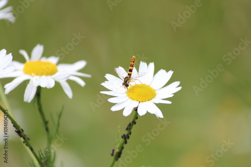 daisies in a meadow