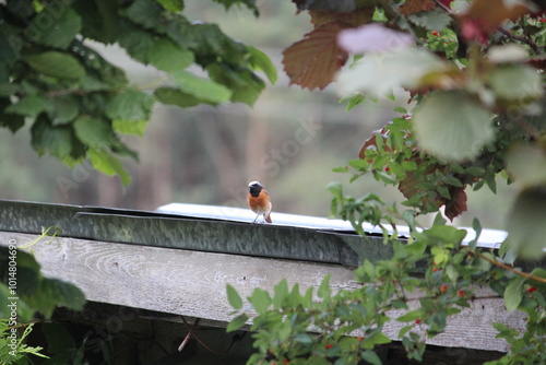 robin on a branch