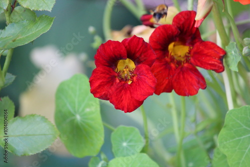 dark red garden flowes