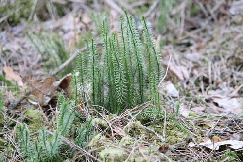 green forest grass close up