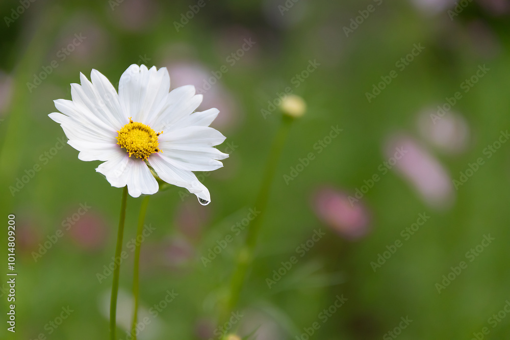 Daisy flowers in natural fields on the top of mountain landscape . Daisy flowers in natural fields on the top of mountain landscape .