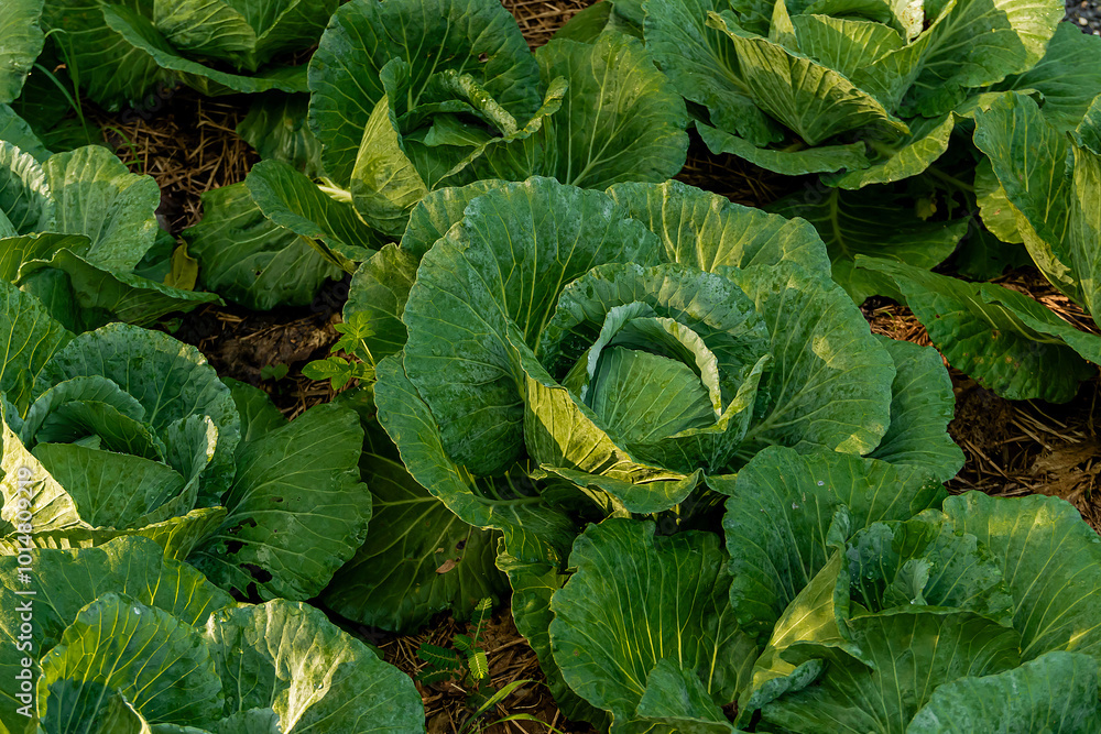 Close-up of a large green cabbage grows in agricultural field. Close-up of a large green cabbage grows in agricultural field.