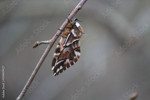 butterfly moth on a branch in early spring