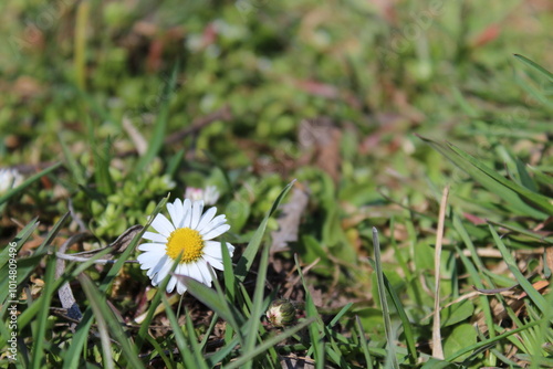 daisy flower in grass