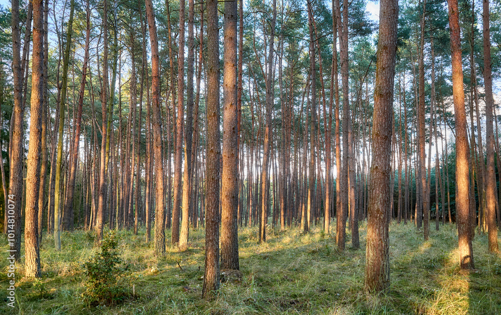 Obraz premium Photo of a pine forest at sunset.