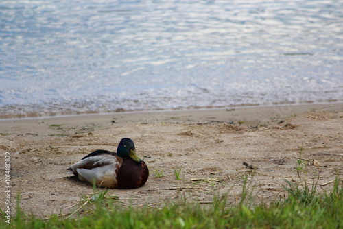 duck by the water