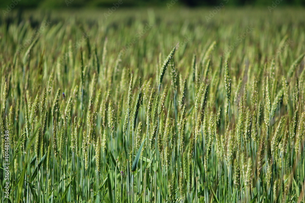 green wheat field background green wheat field background