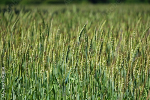 green wheat field background