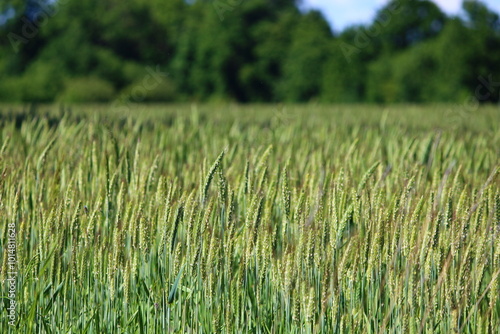 green wheat field background
