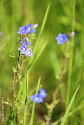 forget me not flower on field