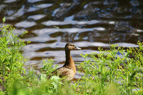 duck on the lake