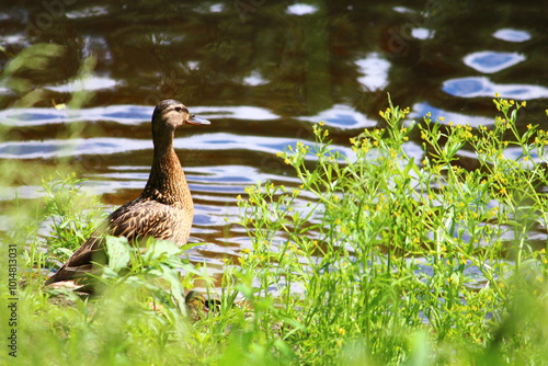 duck on the grass