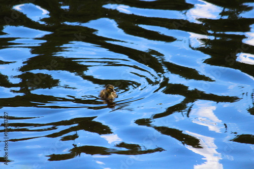 duckling in the water