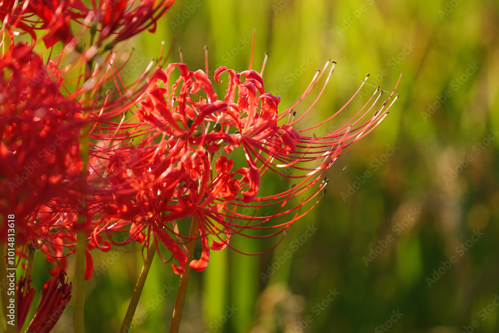 Sunset of Red spider lilies,lycoris ,radiata Sunset of Red spider lilies,lycoris ,radiata