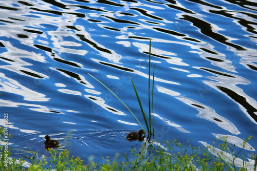 duckling in the water