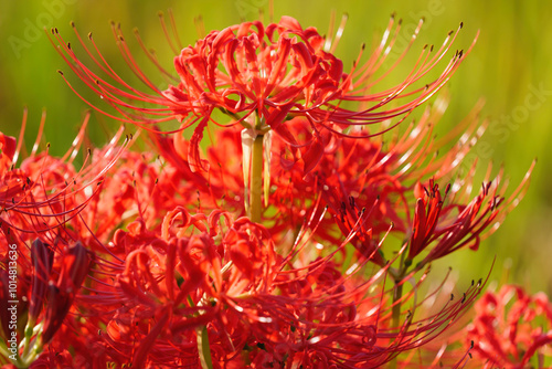 Εκτύπωση καμβά Sunset of Red spider lilies,lycoris ,radiata