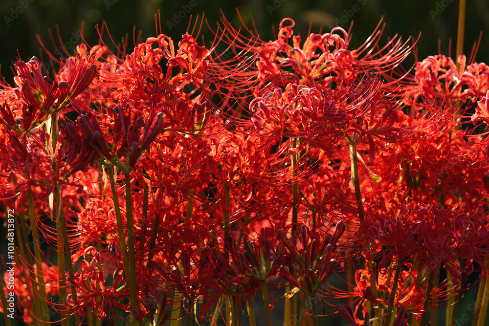 Sunset of Red spider lilies,lycoris ,radiata Sunset of Red spider lilies,lycoris ,radiata