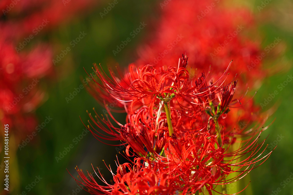 Sunset of Red spider lilies,lycoris ,radiata Sunset of Red spider lilies,lycoris ,radiata