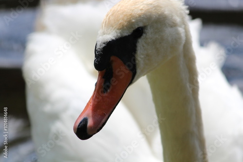 swan on the lake portrait close up