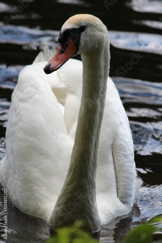 swan on the lake portrait