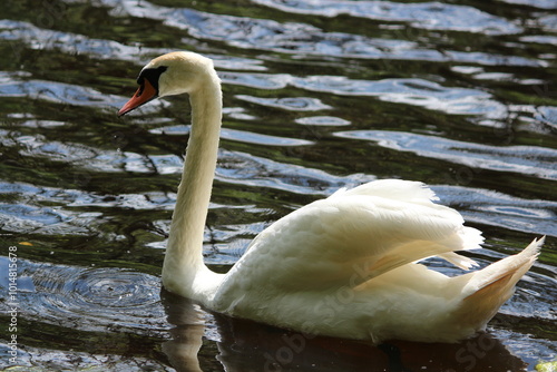 swan on the lake