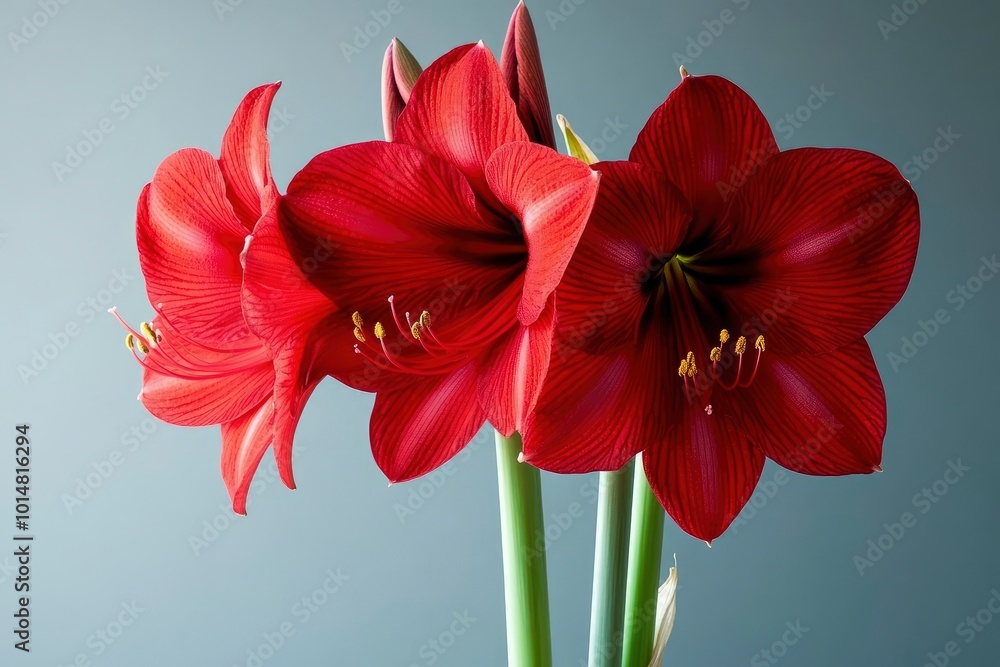 Red Amaryllis Flower background - generative ai Red Amaryllis Flower background - generative ai