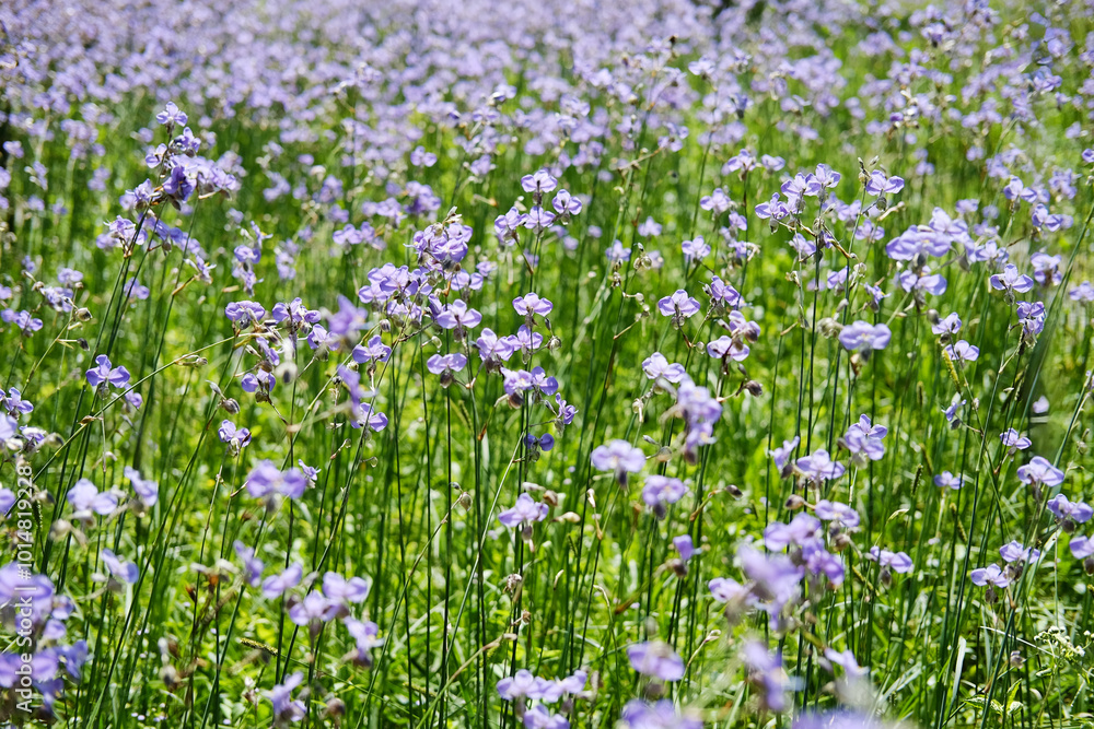 Blooming purple Murdannia Giganteum flower agriculture in meadow field with natural sunlight in summer of Thailand. Background and copy space Blooming purple Murdannia Giganteum flower agriculture in meadow field with natural sunlight in summer of Thailand. Background and copy space