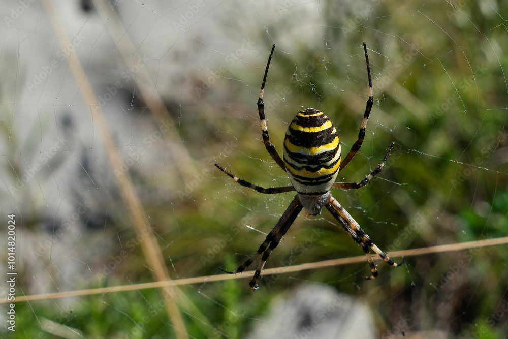 Close-up of a wasp spider in its web. Close-up of a wasp spider in its web.