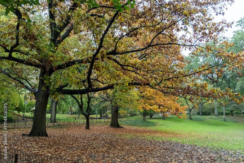 Naklejka premium Central Park in Autumn