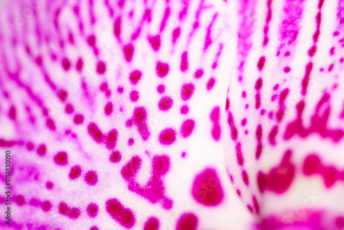 orchid flower petal macro texture