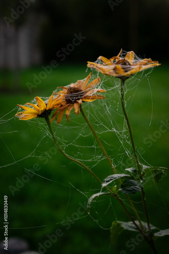 spider web on a sunflower in the morning
