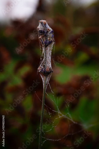 spider-web on a purple flower in october with dew