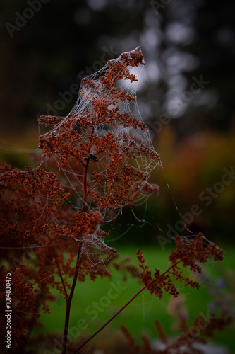 spider web on autumn leaves in october