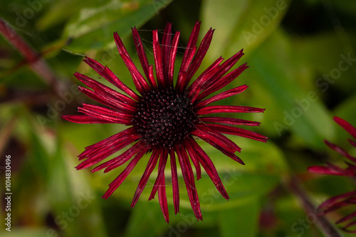 red sunflower close-up 