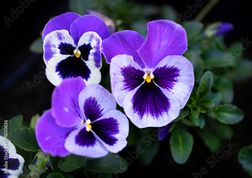 Purple Pansy flower